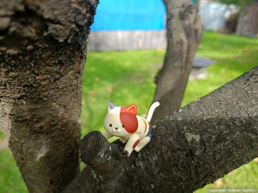 Мини-котик в поездке на дачу (фото 2)