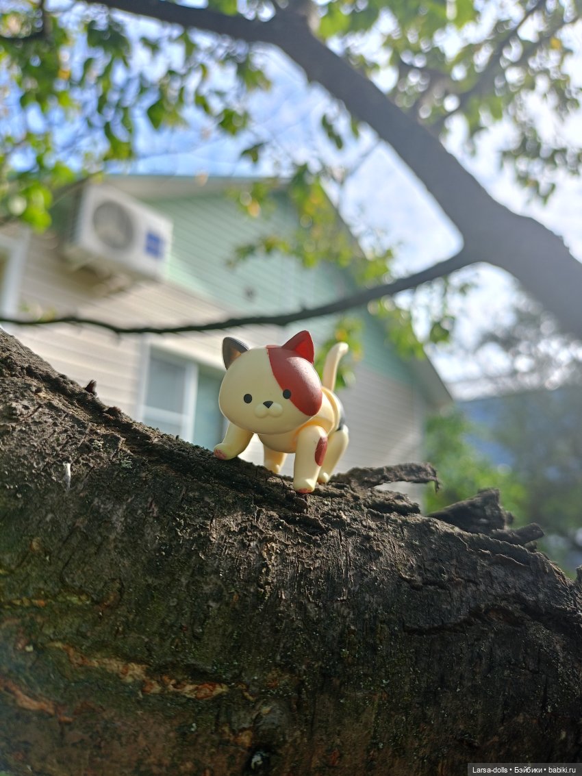 Мини-котик в поездке на дачу (фото 4)