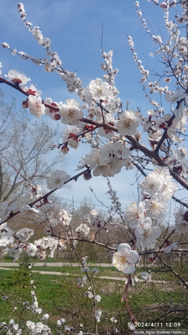 Милая Твайла 💜🐰🌸 — Куклы Monster High и Ever After High: G1 (фото 7)