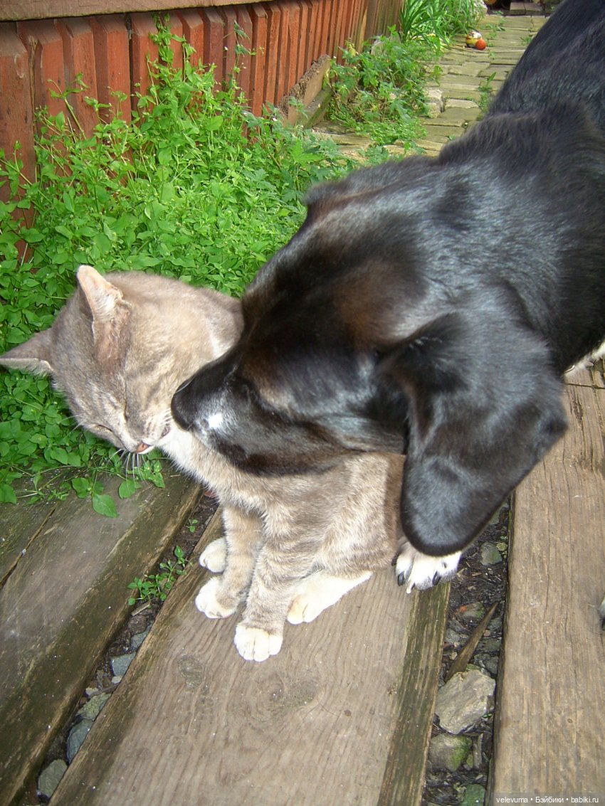 Рыбалка, коты и поэзия — Интересные игрушки и фигурки (разное): редкие (фото 2)