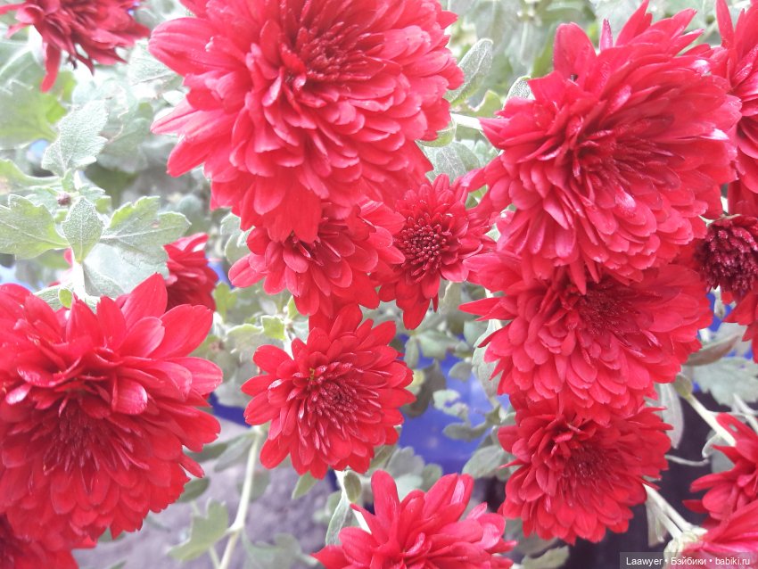 Из осени обратно в лето — Куклы Elisabeth Lindner (Элизабет Линднер): Gotz (фото 2)