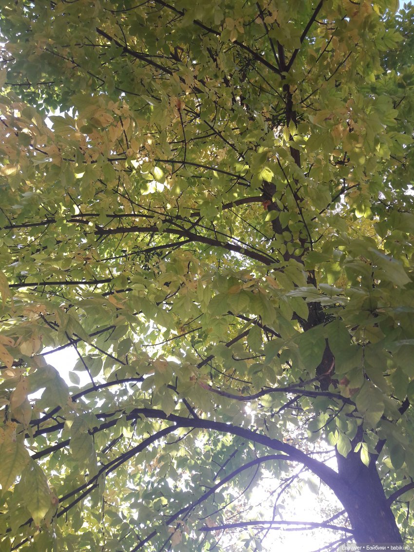 Из осени обратно в лето — Куклы Elisabeth Lindner (Элизабет Линднер): Gotz