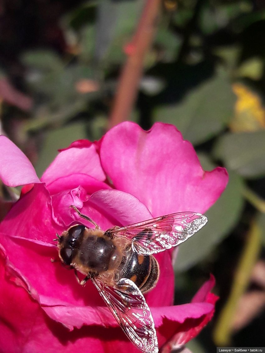 Из осени обратно в лето — Куклы Elisabeth Lindner (Элизабет Линднер): Gotz