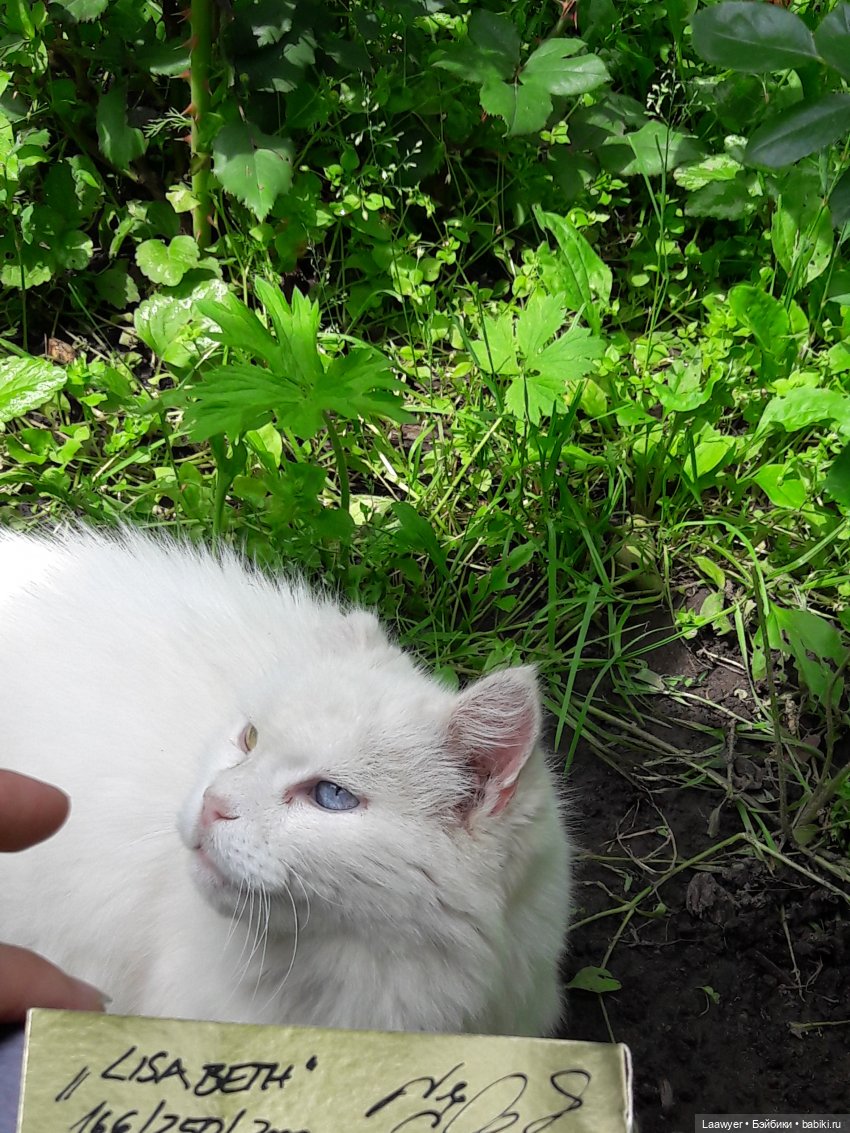 Мы выбираем, нас выбирают - 2 (фото 4)