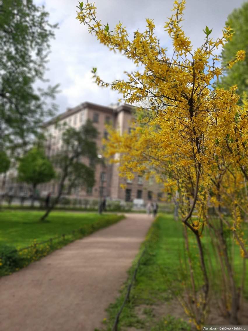 Санкт-Петербург - гордая белая птица (фото 4)