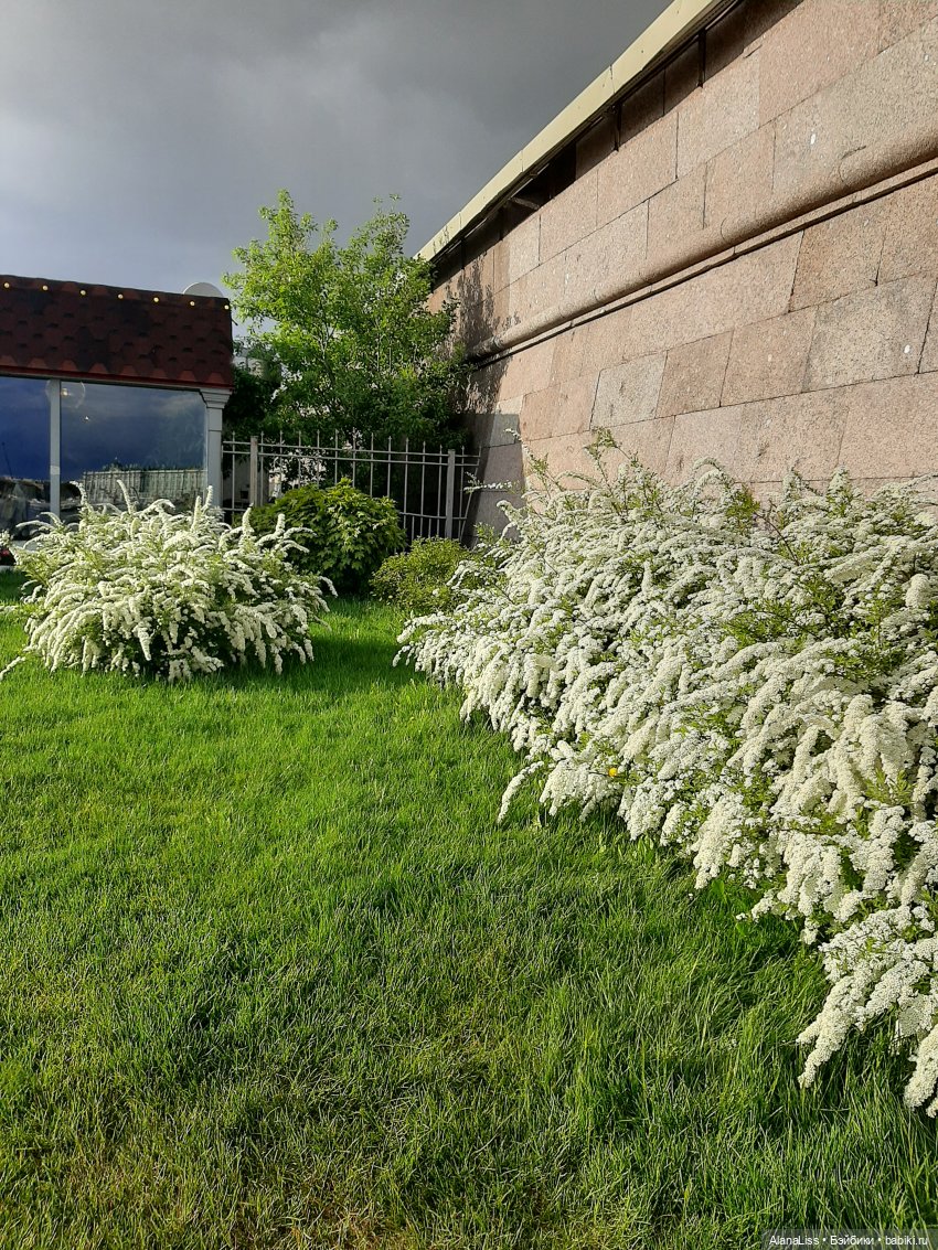 Санкт-Петербург - гордая белая птица