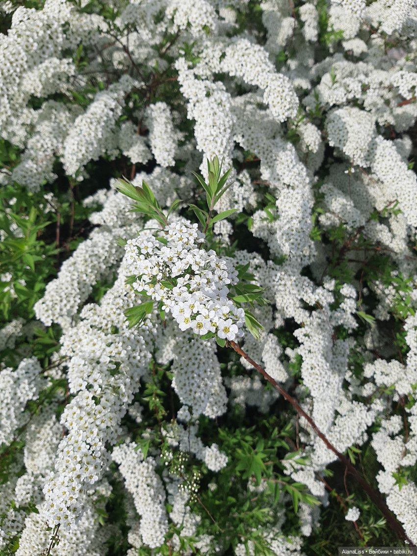 Санкт-Петербург - гордая белая птица