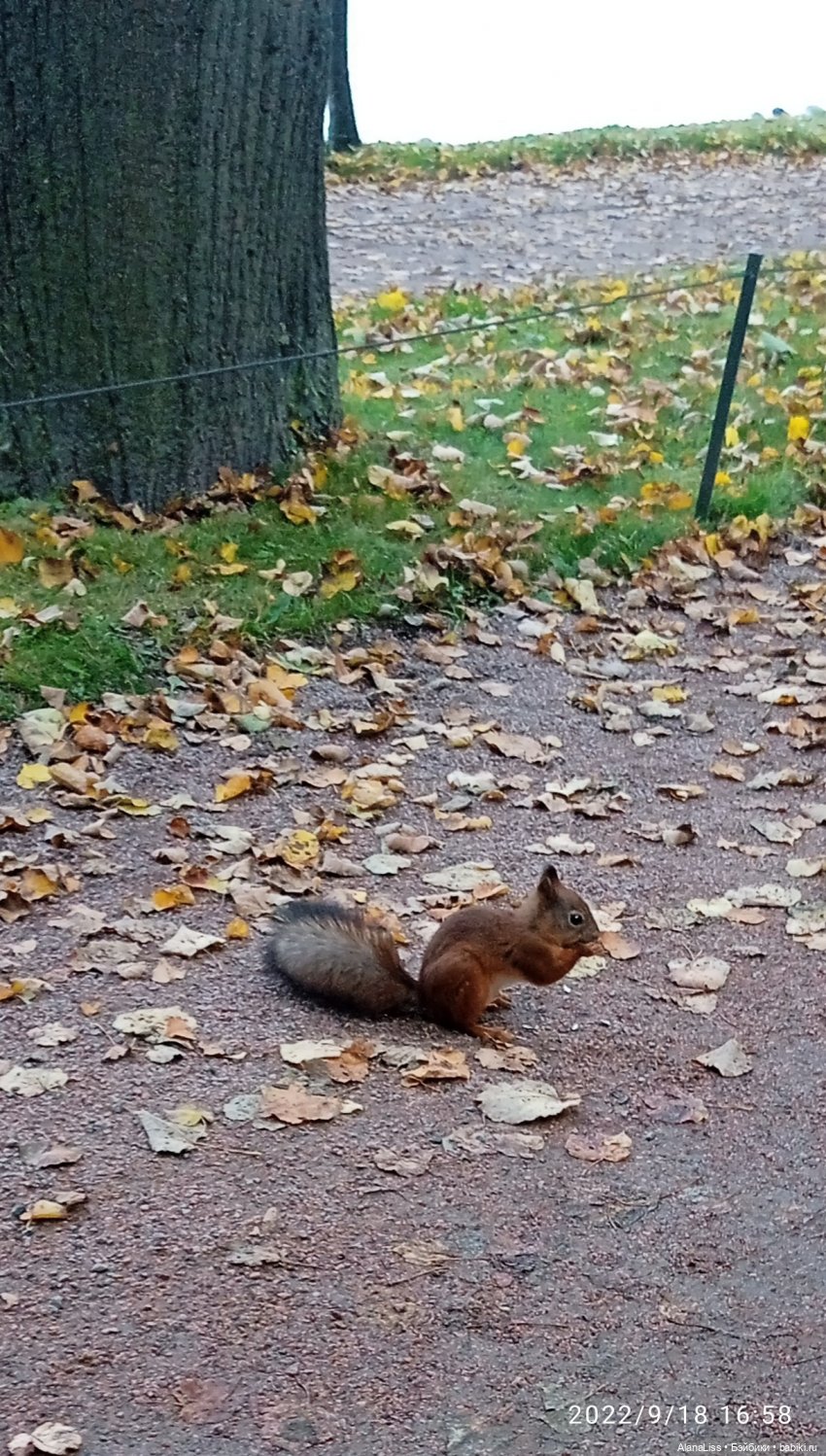 Осень в Петергофе или большое путешествие маленькой куклы