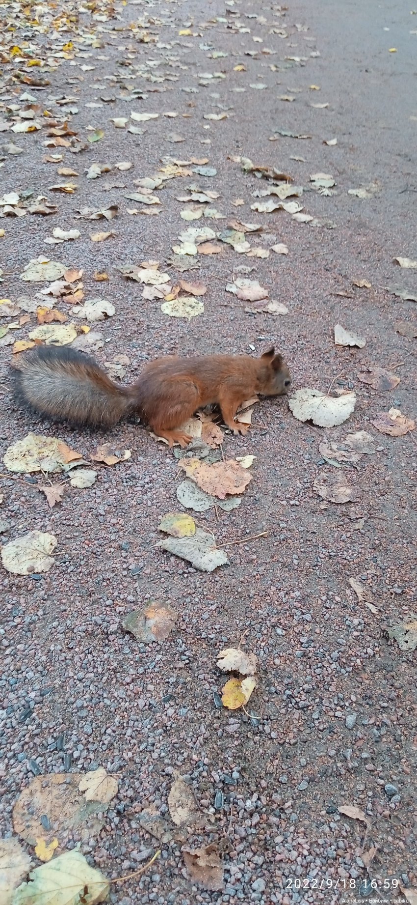 Осень в Петергофе или большое путешествие маленькой куклы
