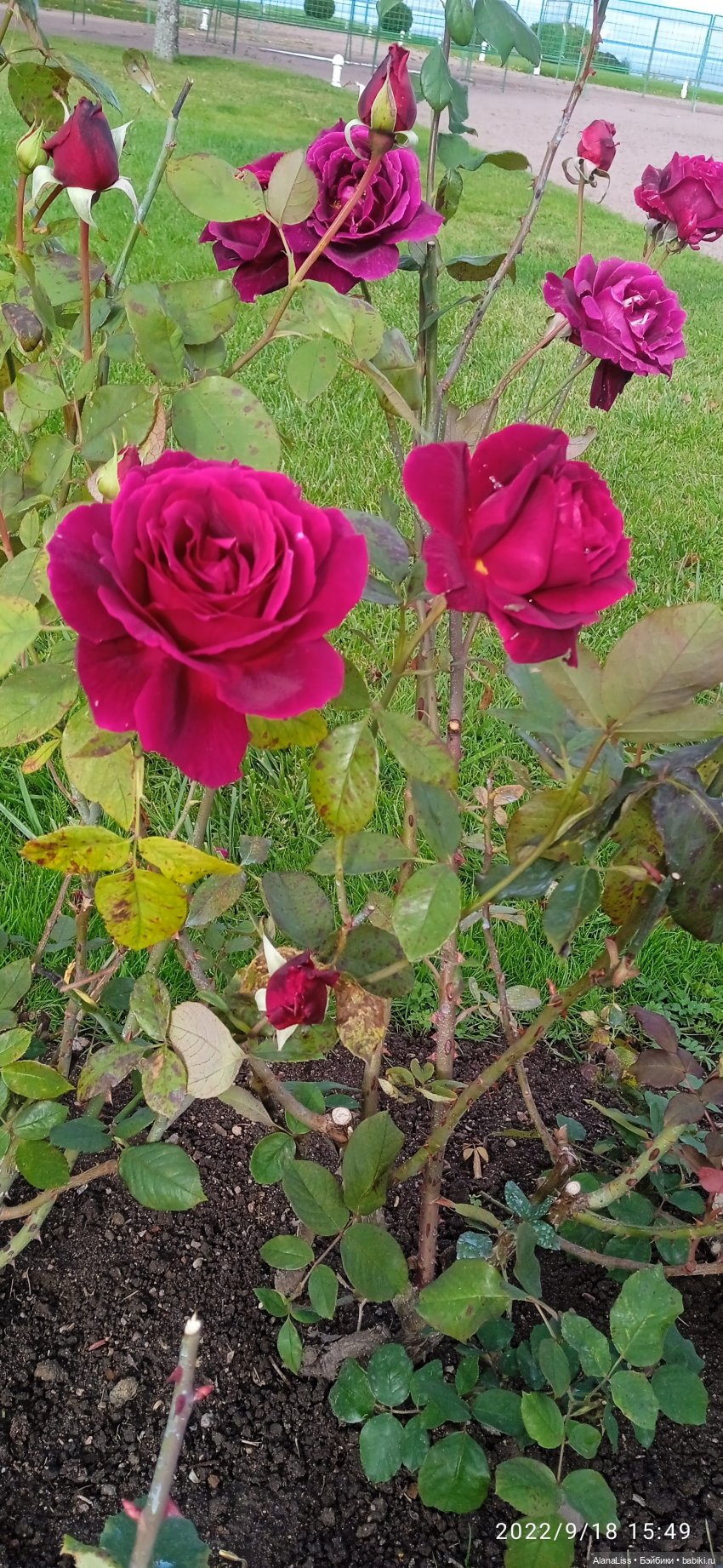 Осень в Петергофе или большое путешествие маленькой куклы