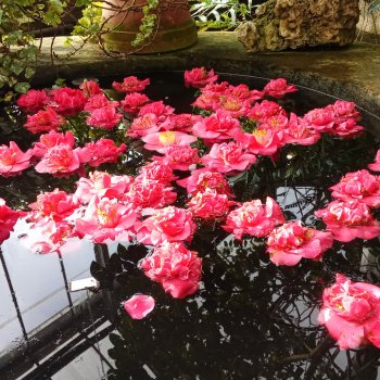 Прогулка в весну