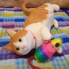 Привет от Рыжика