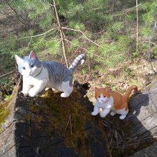 Весенняя прогулка котиков