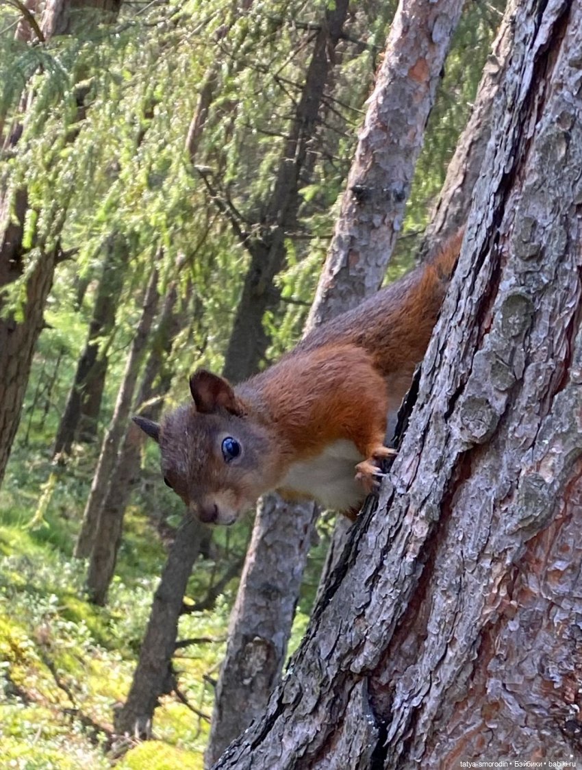 Новое платье Джинни. Фолк-акцент