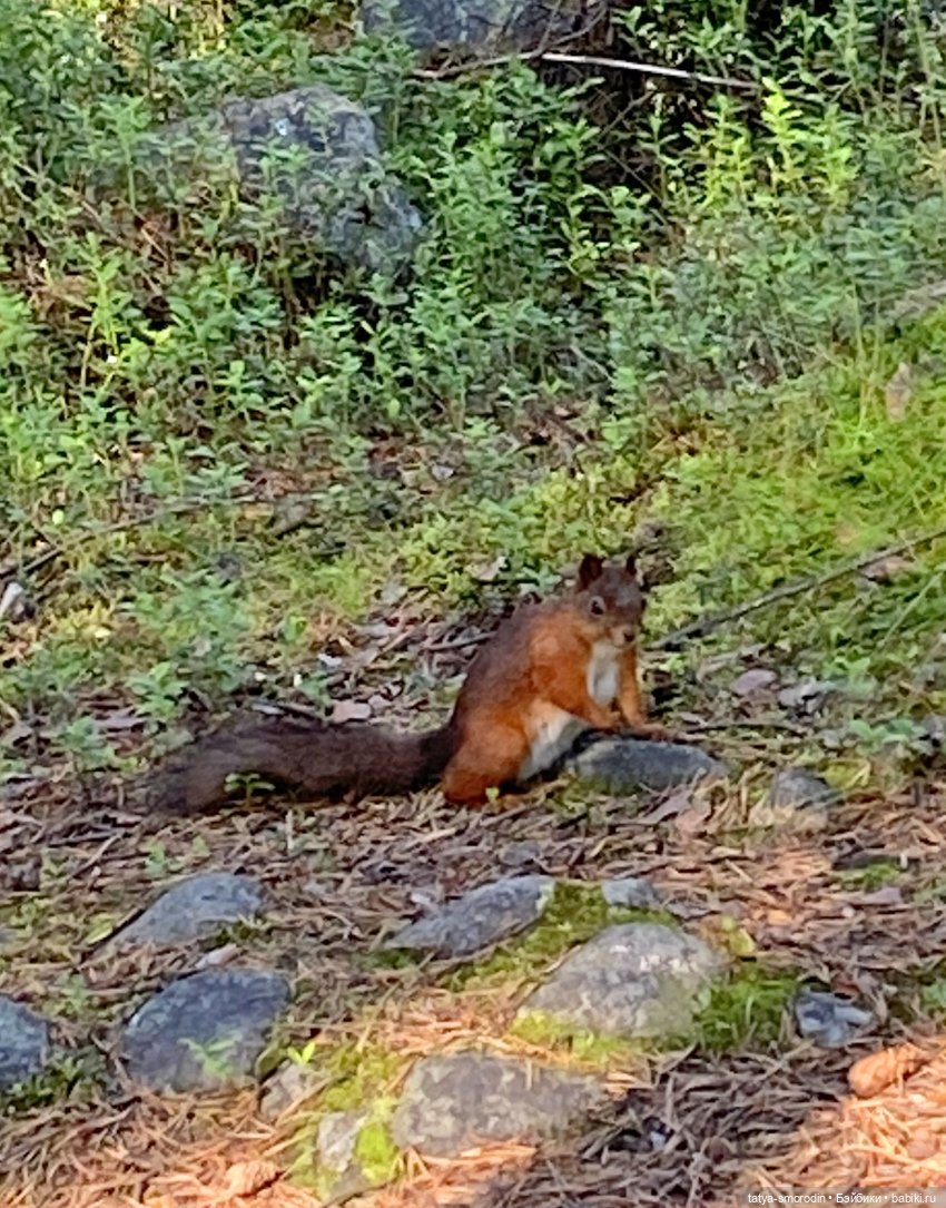 Новое платье Джинни. Фолк-акцент