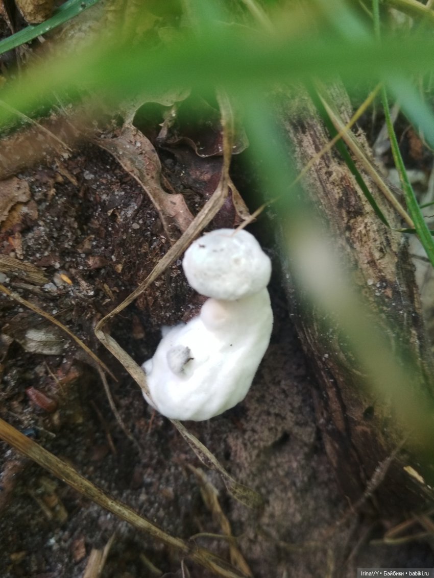 Несовершенная красота Созданные лесом и рекой (фото 3)