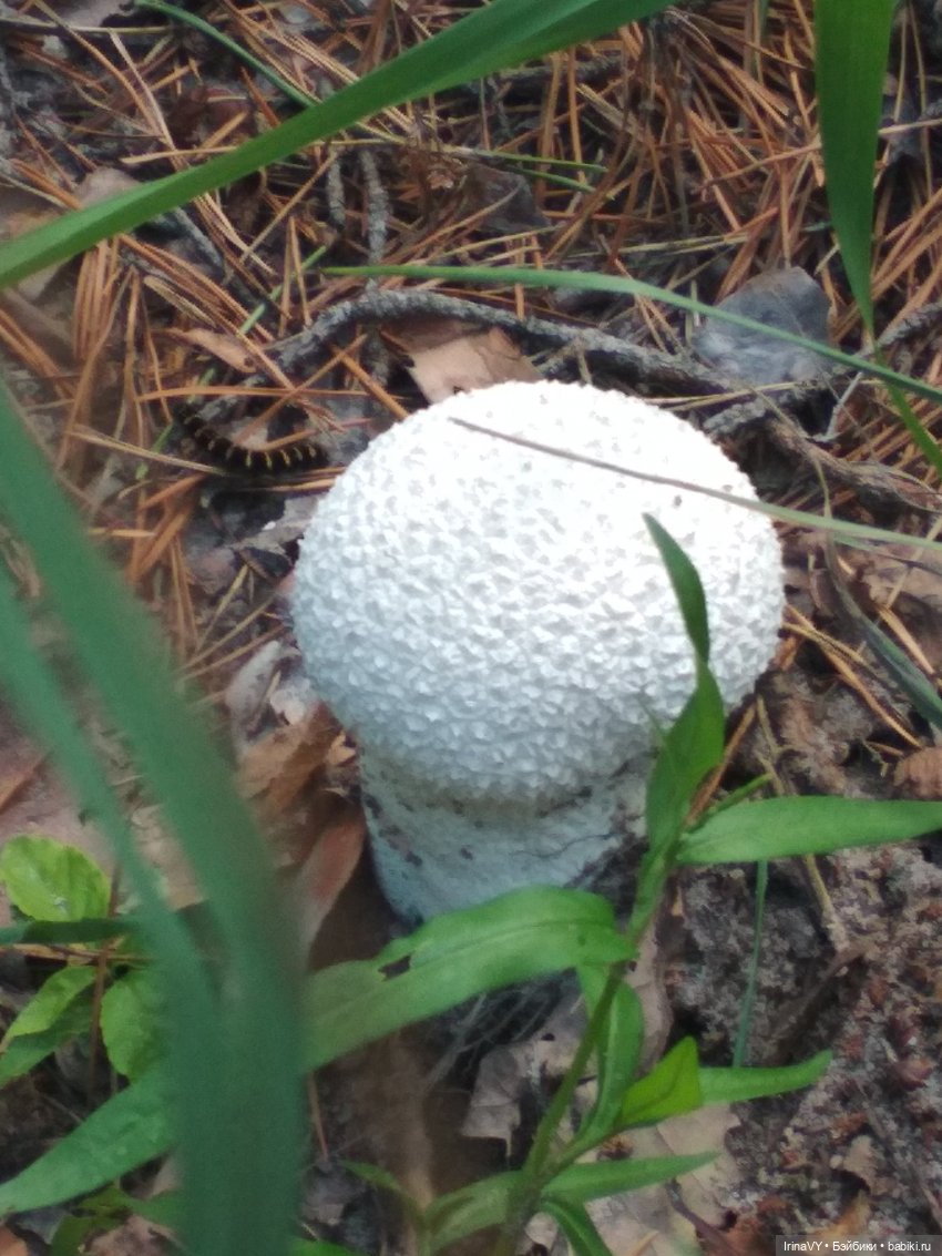 Несовершенная красота Созданные лесом и рекой