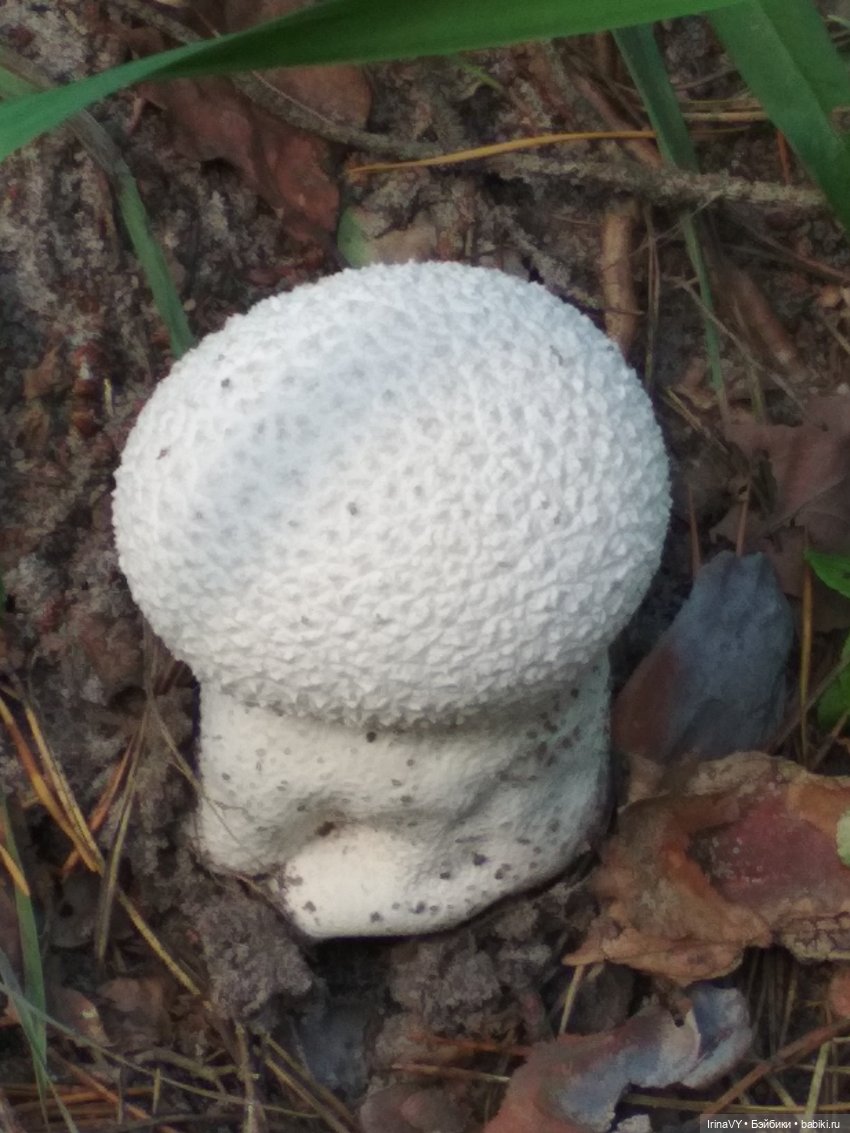 Несовершенная красота Созданные лесом и рекой (фото 2)