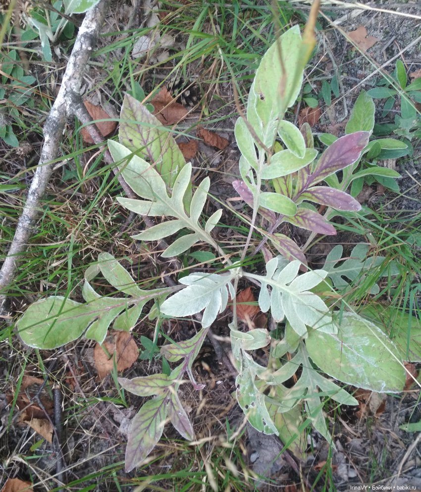 Несовершенная красота Созданные лесом и рекой (фото 4)