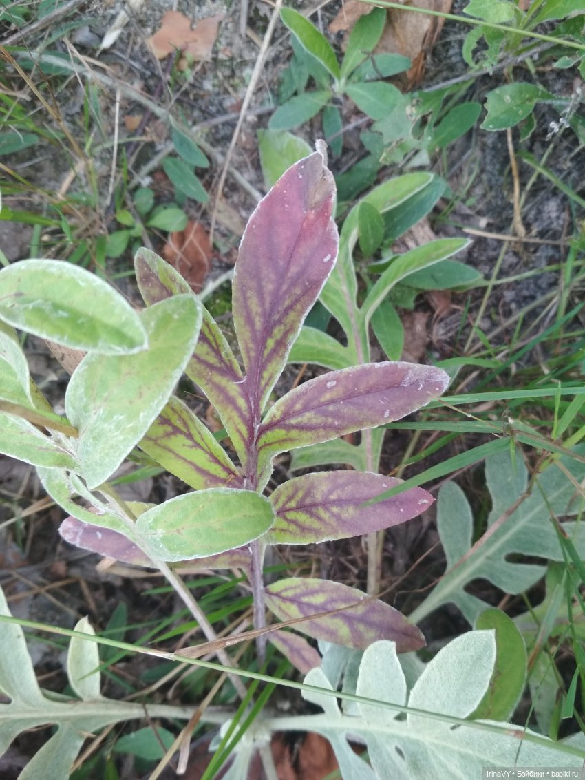 Несовершенная красота Созданные лесом и рекой (фото 5)