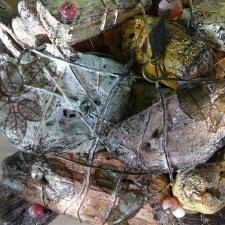 Несовершенная красота Созданные лесом и рекой