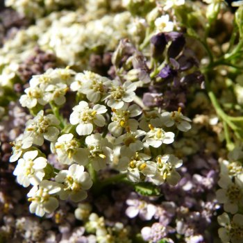 Переделка заборчика. Красим цветы