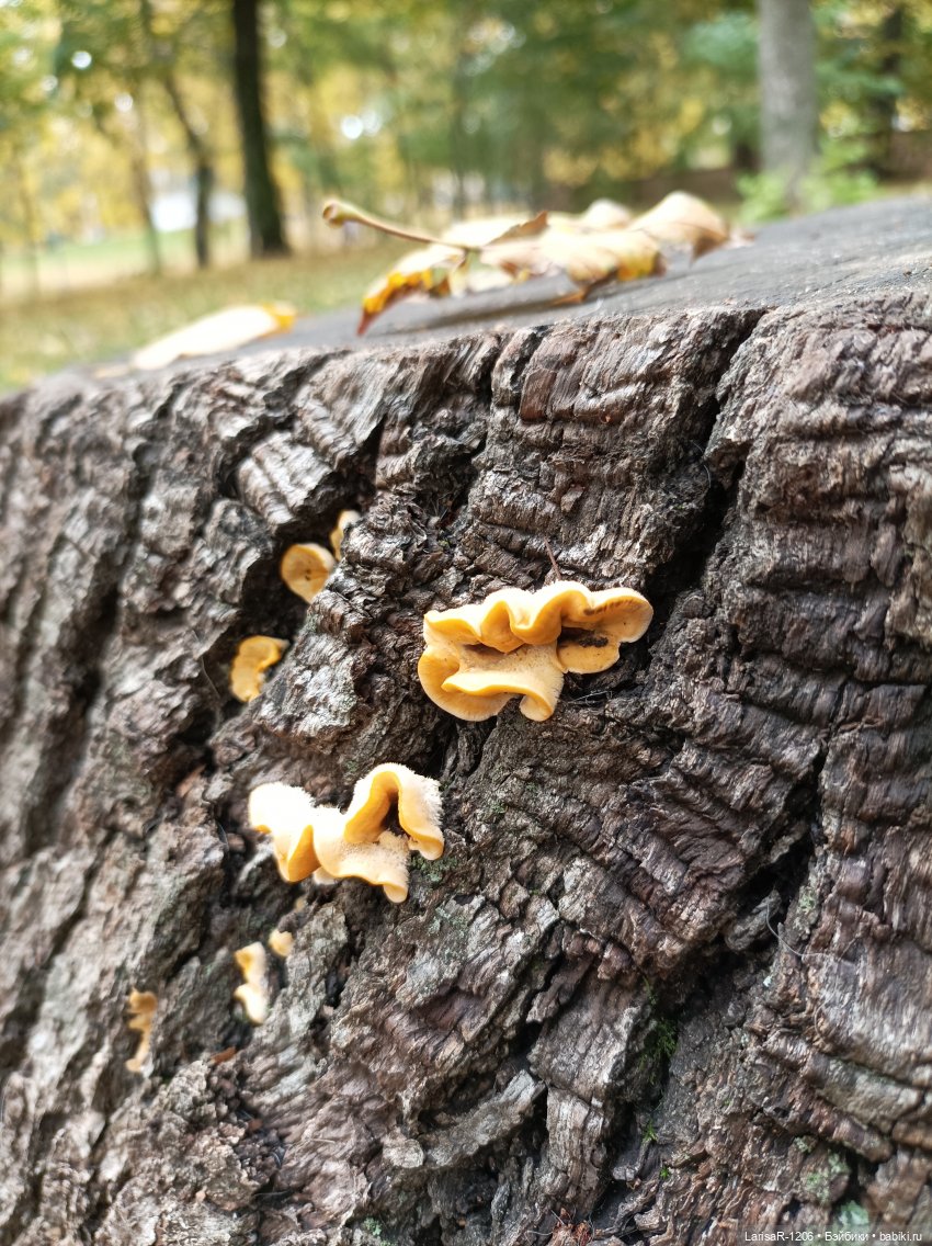 Тёплая прогулка — Куклы Baboliy (Баболи (фото 3)