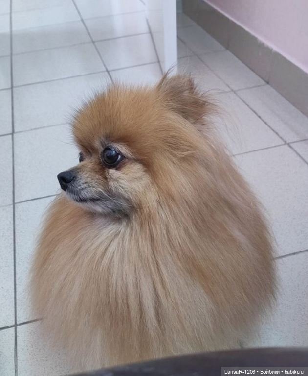 Коробка с сюрпризом — Куклы Baboliy (Баболи