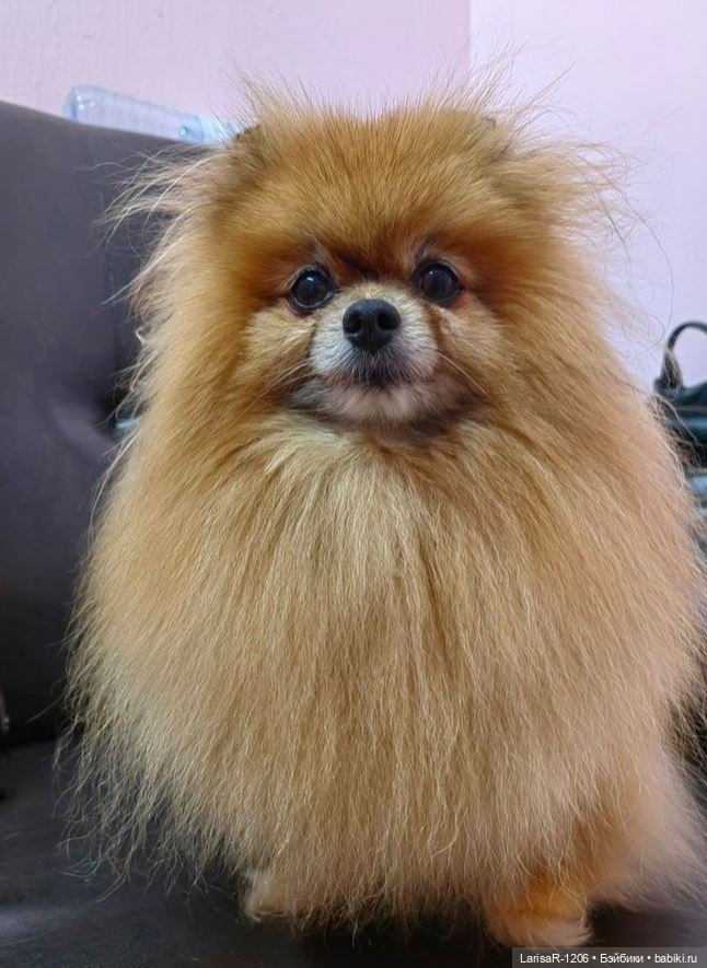 Коробка с сюрпризом — Куклы Baboliy (Баболи