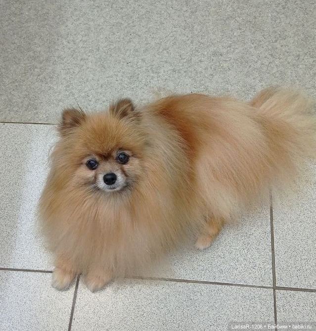 Коробка с сюрпризом — Куклы Baboliy (Баболи (фото 9)