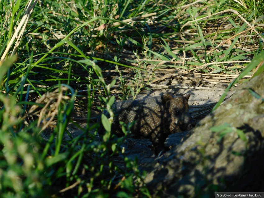 Дикие и амбициозные 1 серия (фото 3)