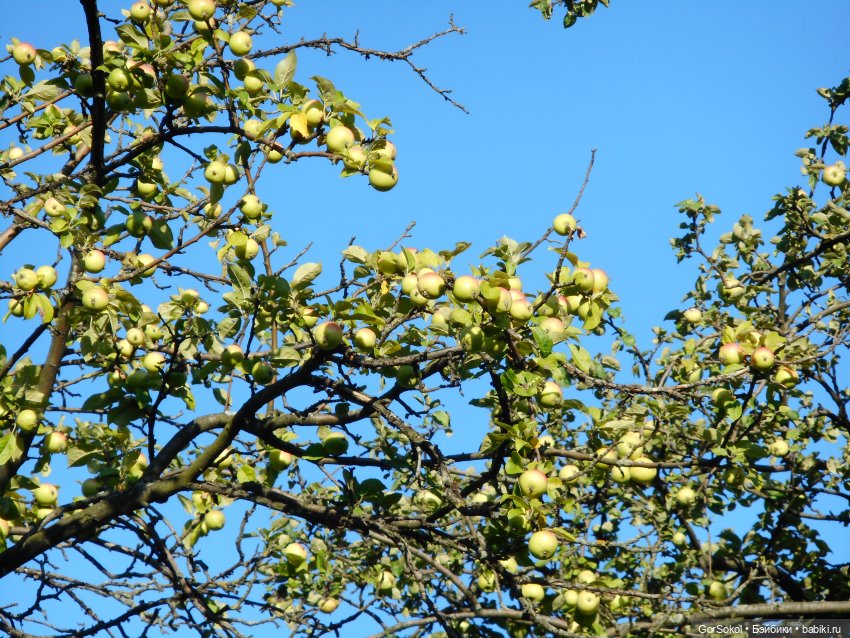 Дикие и амбициозные 1 серия