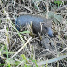 Дикие и амбициозные 1 серия