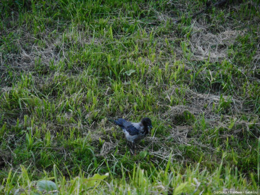 Дикие и амбициозные 2 серия