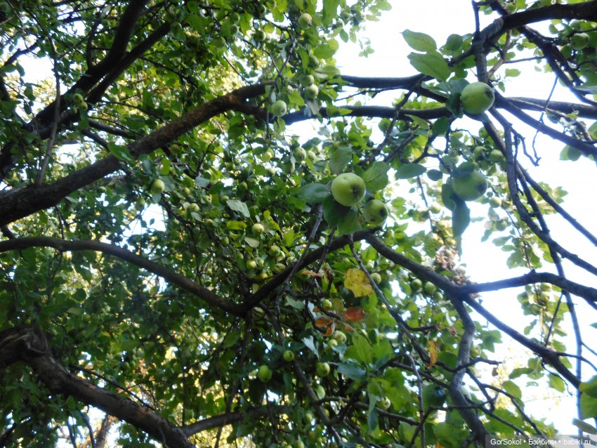 Дикие и амбициозные 2 серия