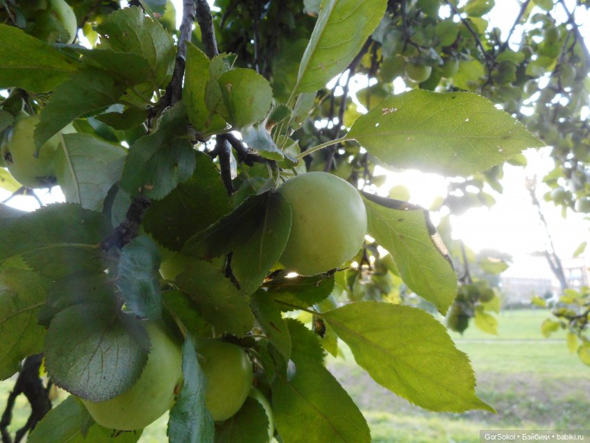 Дикие и амбициозные 2 серия