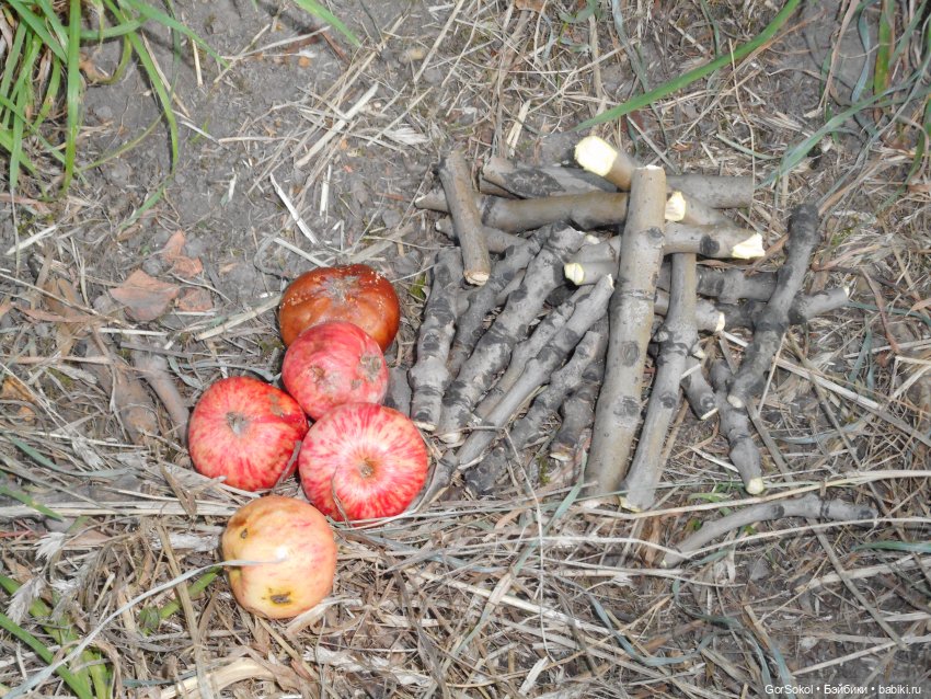 Дикие и амбициозные 2 серия