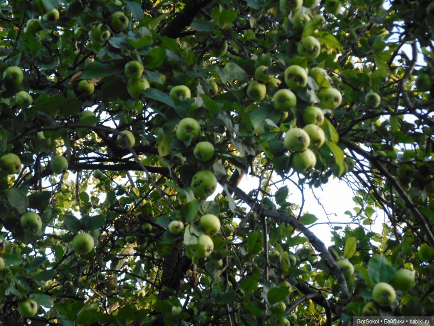 Дикие и амбициозные 2 серия