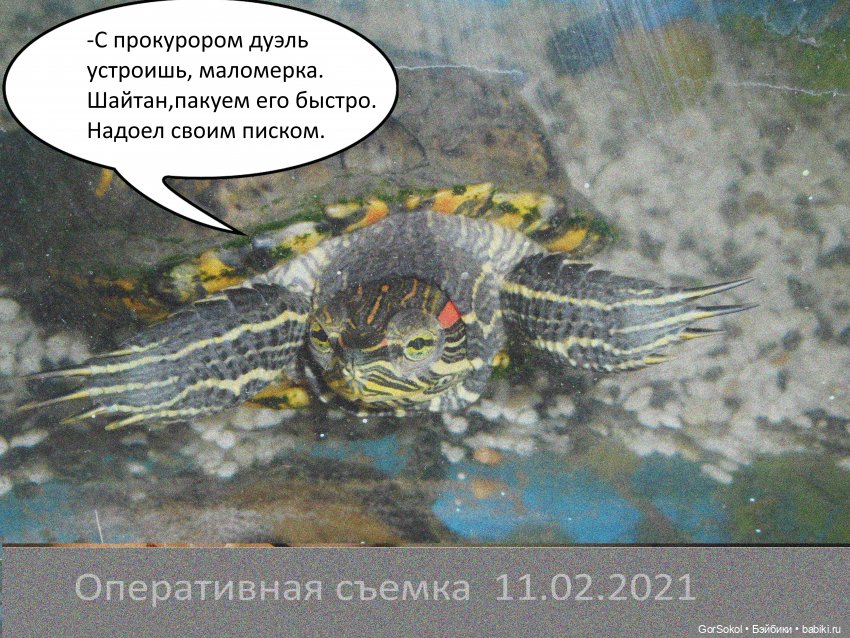 Своя грядка Выпуск 1 | Бэйбики Своя грядка Выпуск 1 — Онлайн совместное творчество