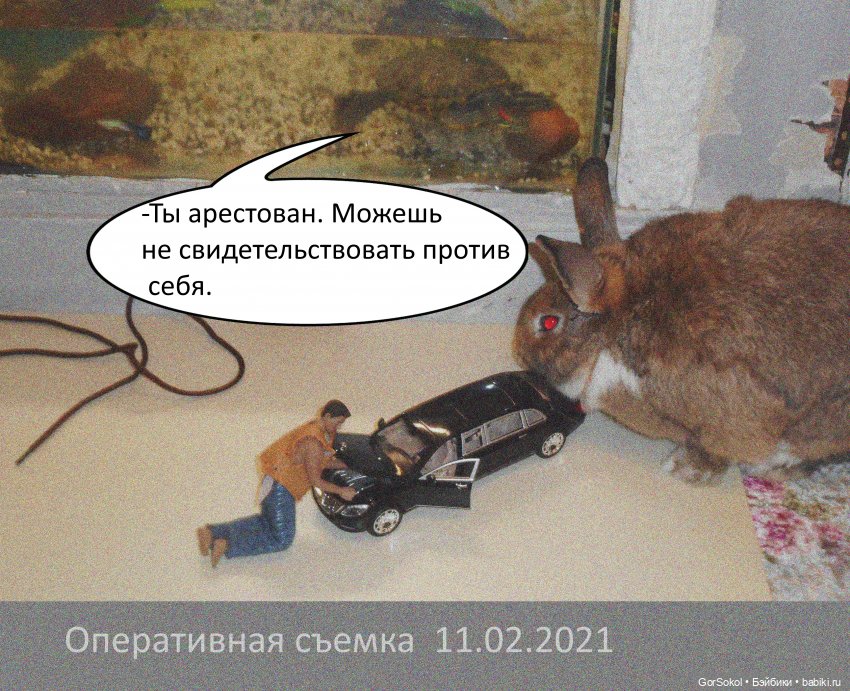 Своя грядка Выпуск 1 | Бэйбики Своя грядка Выпуск 1 — Онлайн совместное творчество