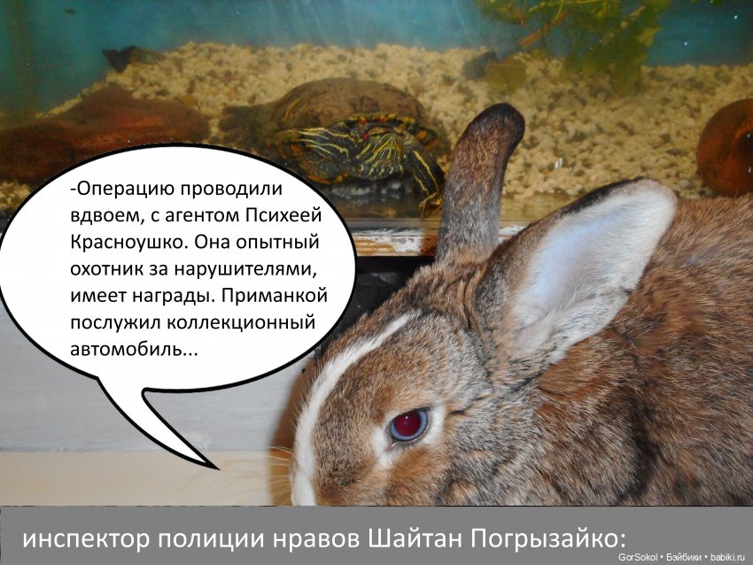 Своя грядка Выпуск 1 | Бэйбики Своя грядка Выпуск 1 — Онлайн совместное творчество