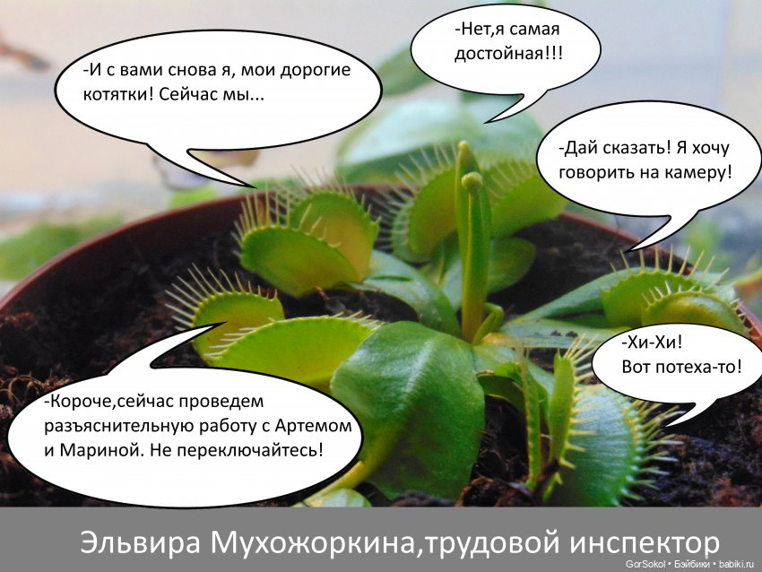 Своя грядка выпуск 3 — Онлайн совместное творчество