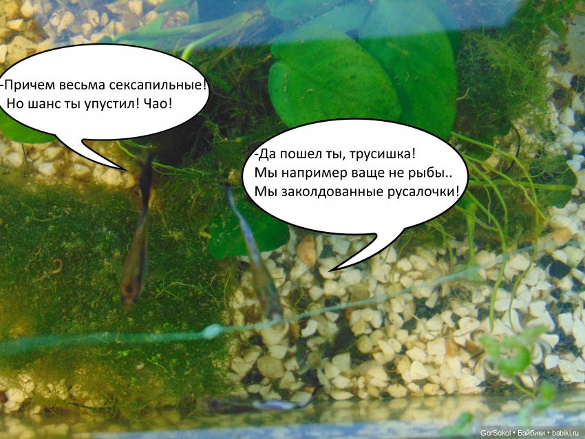 Своя грядка выпуск 3 — Онлайн совместное творчество (фото 10)