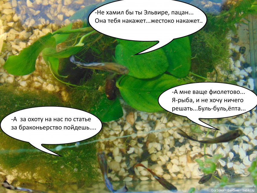 Своя грядка выпуск 3 — Онлайн совместное творчество (фото 7)