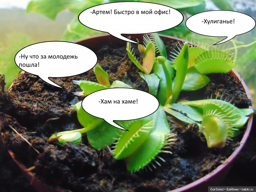 Своя грядка выпуск 3 — Онлайн совместное творчество