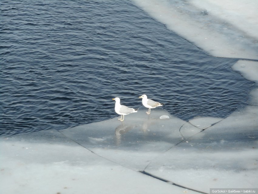 Странная находка — Розыск и находки: потерянные куклы (фото 2)
