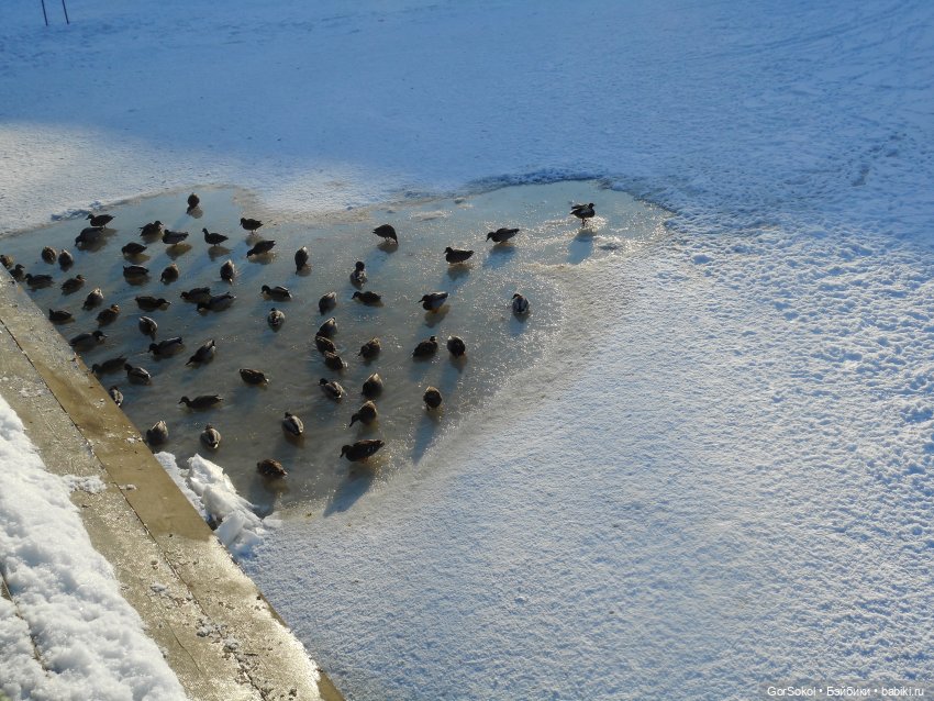 Странная находка — Розыск и находки: потерянные куклы (фото 3)