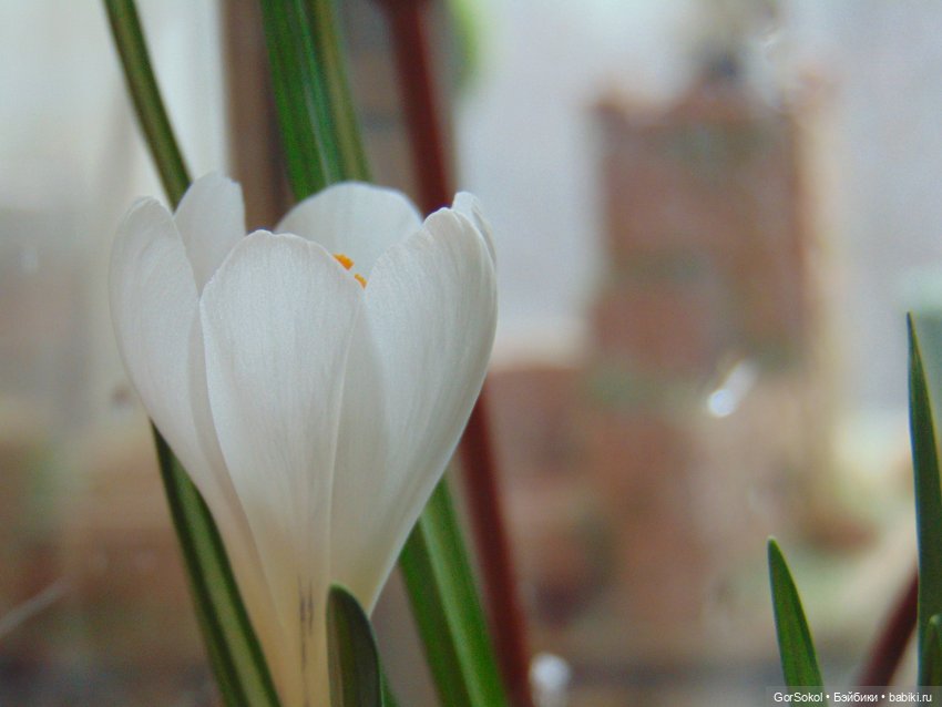 Пока за ними никто не наблюдает (фото 6)