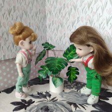 мое первое растение