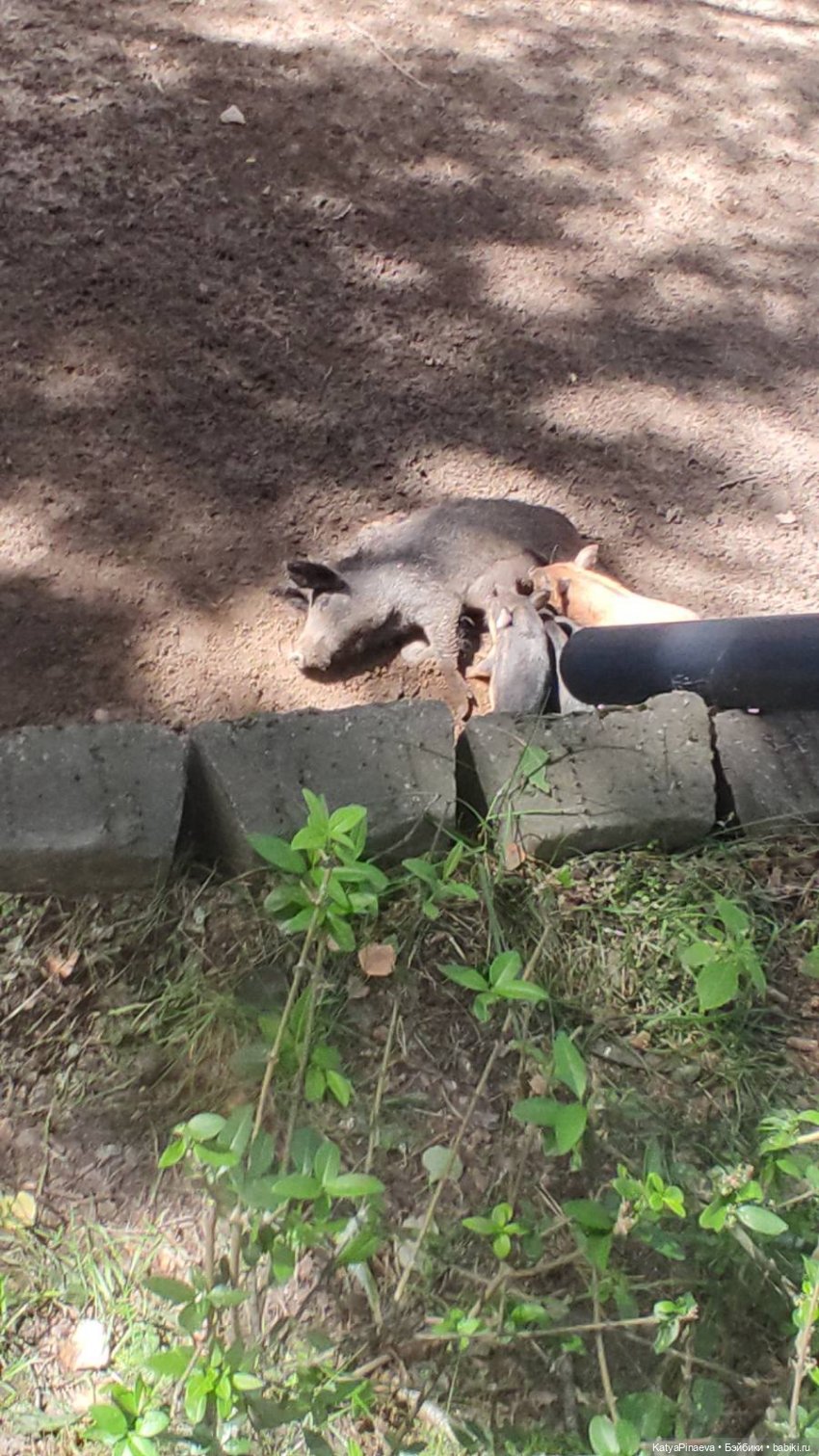 Парк животных " Диприз" вторая локация